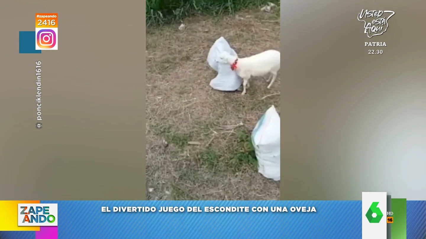 La divertida reacción de una oveja cuando su dueña juega con ella al escondite La divertida reacción de una oveja cuando su dueña juega con ella al escondite