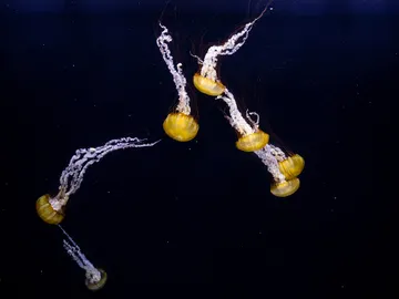 Científicos hallan en la Antártida una extraña criatura marina totalmente desconocida Científicos hallan en la Antártida una extraña criatura marina totalmente desconocida