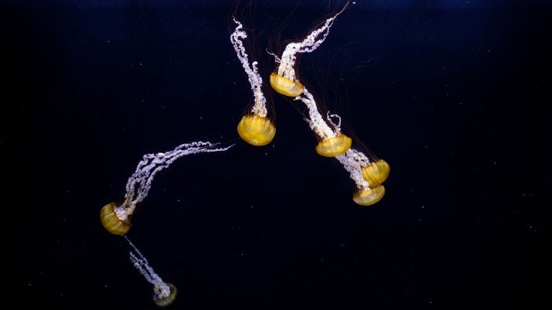Científicos hallan en la Antártida una extraña criatura marina totalmente desconocida