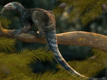 Venetoraptor gassenae Venetoraptor gassenae