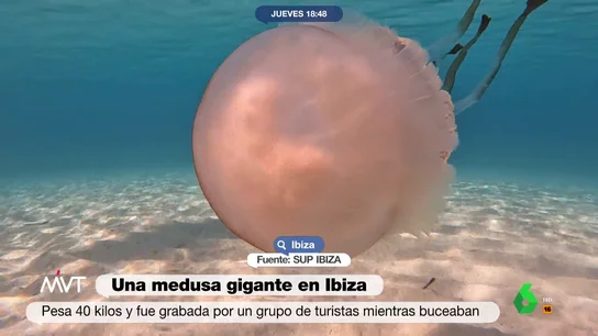 Medusas gigantes en Ibiza: un grupo de turistas capta las impresionantes imágenes de un ejemplar de 40 kilos Medusas gigantes en Ibiza: un grupo de turistas capta las impresionantes imágenes de un ejemplar de 40 kilos