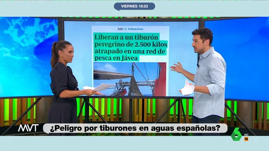 Avistamiento de tiburones Avistamiento de tiburones