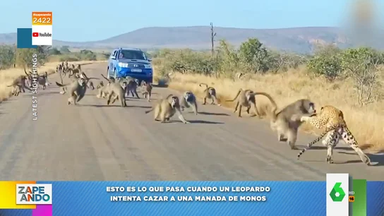 Un leopardo intenta cazar a unos monos y termina "escaldado" por el ataque de la manada Un leopardo intenta cazar a unos monos y termina "escaldado" por el ataque de la manada