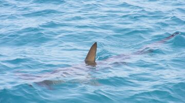 Imagen de archivo de un tiburón