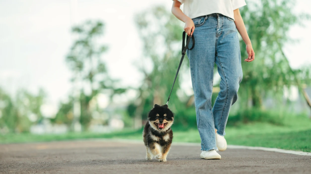 Persona paseando a un perro