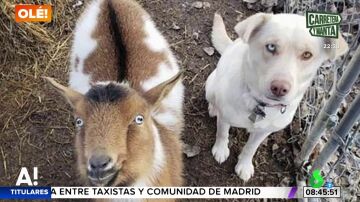 El momento en el que un perro desaparecido regresa a su casa con dos nuevos amigos: otro cachorro y una cabra