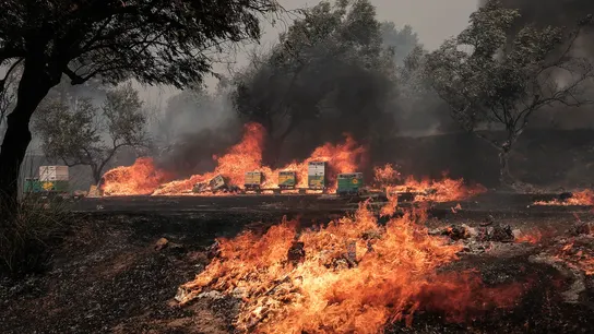 Encuentran los cuerpos calcinados de al menos 26 supuestos migrantes en los incendios en el noreste de Grecia Encuentran los cuerpos calcinados de al menos 26 supuestos migrantes en los incendios en el noreste de Grecia