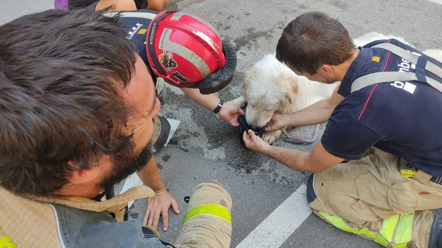 Rescatan a un perro encerrado tres días en un balcón, al sol, sin agua ni comida en Terrassa Rescatan a un perro encerrado tres días en un balcón, al sol, sin agua ni comida en Terrassa