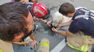 Rescatan a un perro encerrado tres días en un balcón, al sol, sin agua ni comida en Terrassa