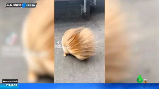 El vídeo viral de cómo el viento deja el pelo a un pomeranian: "No sabes qué animal es" El vídeo viral de cómo el viento deja el pelo a un pomeranian: "No sabes qué animal es"