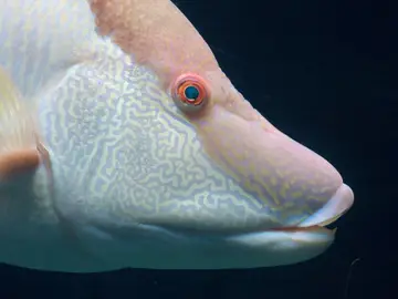 ¿Conoces al pez perro? Es capaz de camuflarse después de haber muerto ¿Conoces al pez perro? Es capaz de camuflarse después de haber muerto