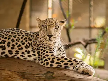 Secuenciado el genoma del leopardo de Arabia Secuenciado el genoma del leopardo de Arabia