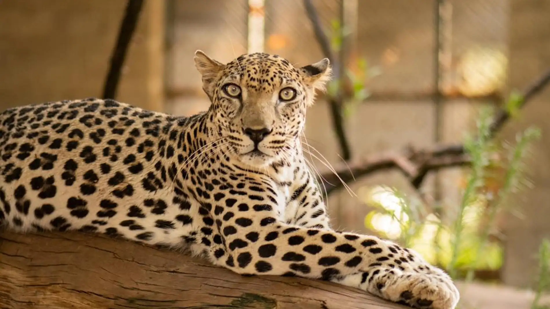 Secuenciado el genoma del leopardo de Arabia