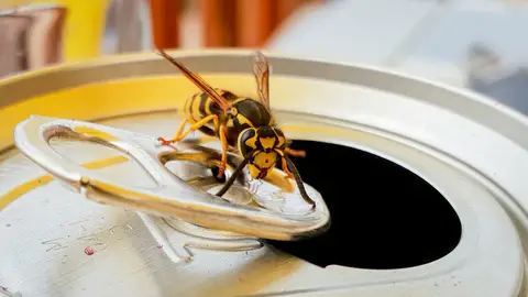 Avispa en una lata Avispa en una lata