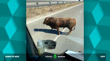 toros en la autovía