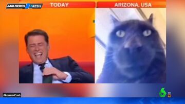 Así reacciona un presentador cuando al conectar en directo con su entrevistado aparece un gato