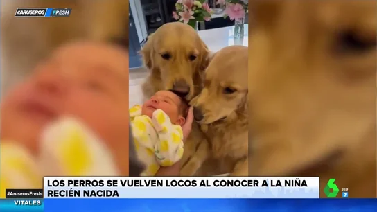 Los vídeos más tiernos de bebés y perros: así de bonito es crecer con un mejor amigo peludo Los vídeos más tiernos de bebés y perros: así de bonito es crecer con un mejor amigo peludo