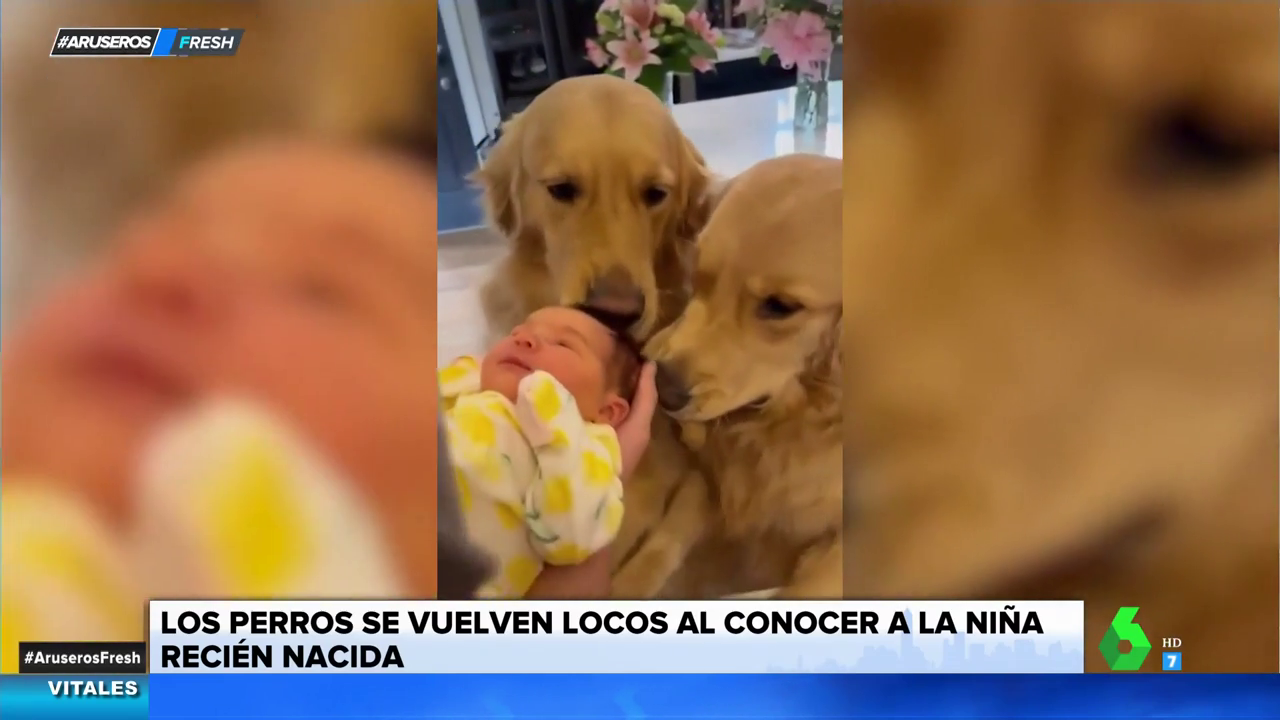 Los vídeos más tiernos de bebés y perros: así de bonito es crecer con un  mejor amigo peludo