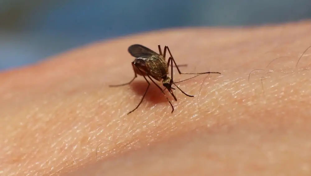 Mosquito Mosquito