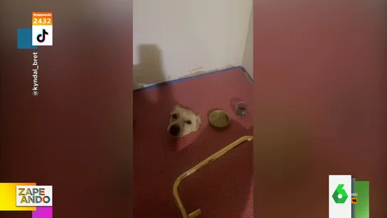 Un perro atascado en el suelo de un baño Un perro atascado en el suelo de un baño