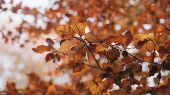 ¿Cuándo empieza el otoño 2023? Fecha y hora del inicio de la estación astronómica ¿Cuándo empieza el otoño 2023? Fecha y hora del inicio de la estación astronómica
