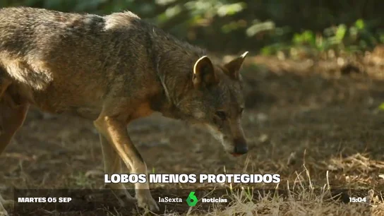 Europa abre la puerta a modificar la protección del lobo Europa abre la puerta a modificar la protección del lobo