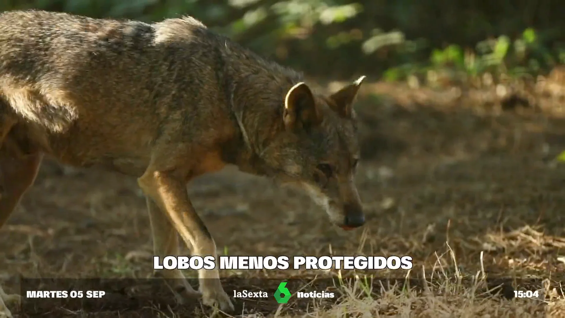 Europa abre la puerta a modificar la protección del lobo