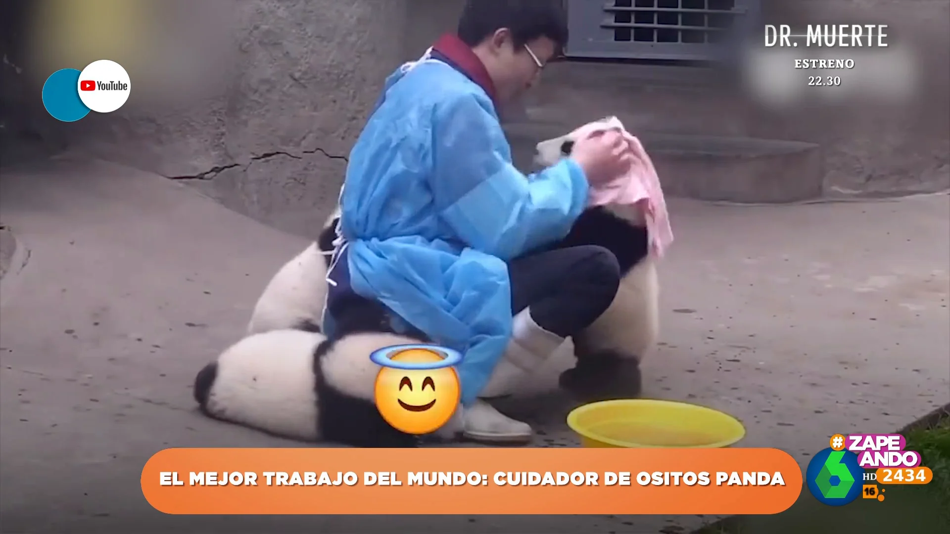 Así son algunos de los trabajos más curiosos del mundo: de acicalar a osos panda a recuperar pelotas de golf