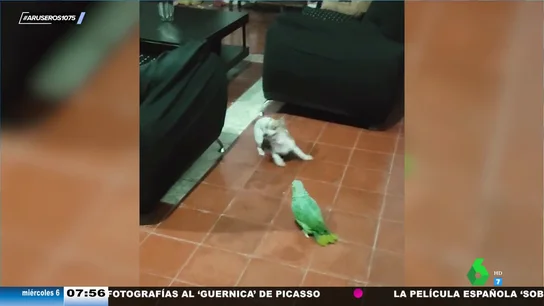 El divertido vídeo viral de un loro insultando a un perro: ""Perro, hijo de..." El divertido vídeo viral de un loro insultando a un perro: ""Perro, hijo de..."
