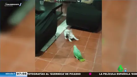 El divertido vídeo viral de un loro insultando a un perro: ""Perro, hijo de..."