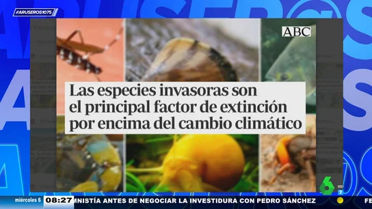 Las sietes especies invasoras que amenazan el ecosistema de España: del mosquito tigre al cangrejo rojo Las sietes especies invasoras que amenazan el ecosistema de España: del mosquito tigre al cangrejo rojo