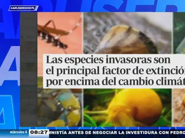 Las sietes especies invasoras que amenazan el ecosistema de España: del mosquito tigre al cangrejo rojo