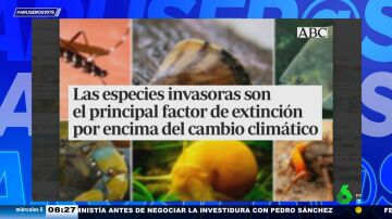 Las sietes especies invasoras que amenazan el ecosistema de España: del mosquito tigre al cangrejo rojo