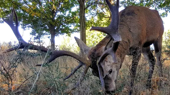 ciervo Carlitos ciervo Carlitos