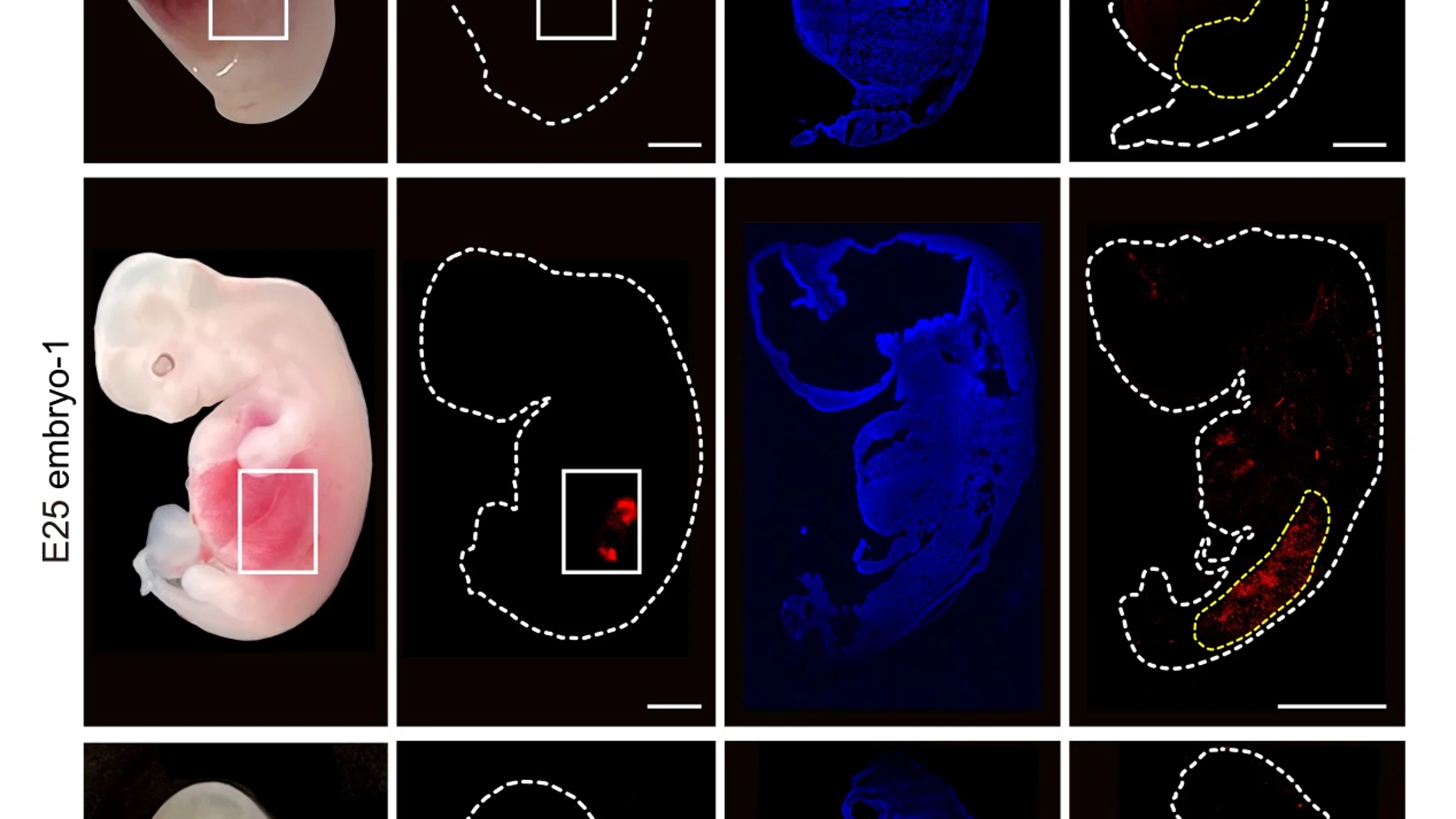 La figura muestra células renales humanizadas (fluorescencia roja) dentro del embrión en comparación con un embrión enteramente porcino.