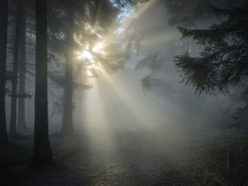 Rayos de sol cruzando un bosque
