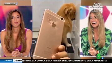 Así trata de disimular un perro tras romper el móvil de su dueño cuando él no lo veía