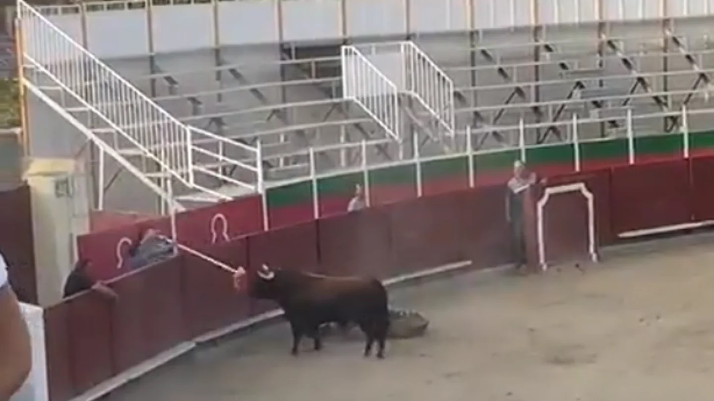 La ficalíca investiga como delito de maltrato animal la "sádica" embestida de un toro a becerros en Barbastro La ficalíca investiga como delito de maltrato animal la "sádica" embestida de un toro a becerros en Barbastro