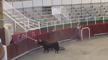 La ficalíca investiga como delito de maltrato animal la "sádica" embestida de un toro a becerros en Barbastro