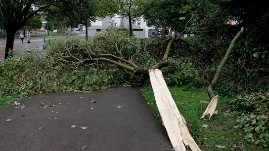 Daños ocasionados por el temporal de lluvia y viento que azotó a Gijón la madrugada del domingo al lunes. Daños ocasionados por el temporal de lluvia y viento que azotó a Gijón la madrugada del domingo al lunes.