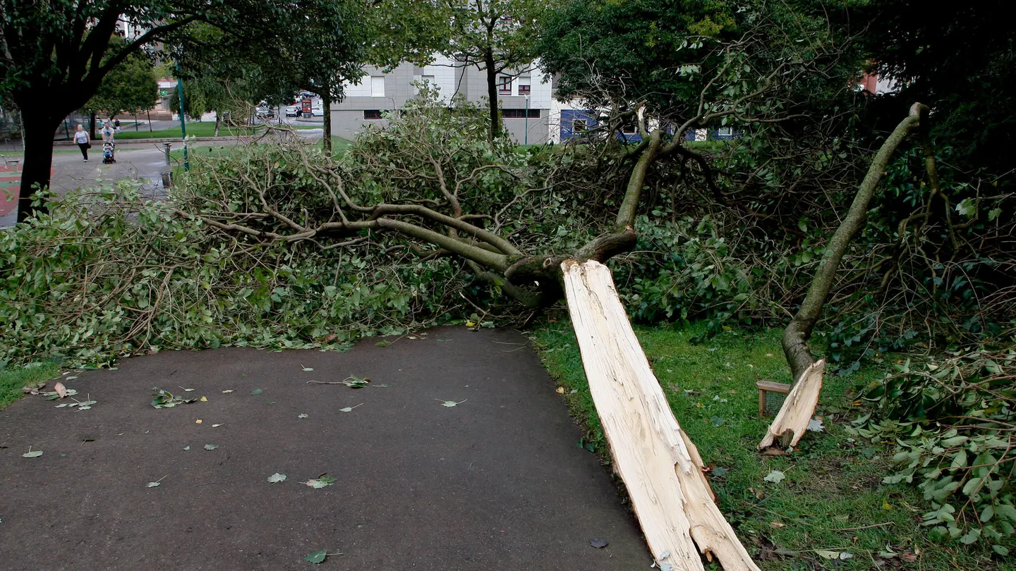 Daños ocasionados por el temporal de lluvia y viento que azotó a Gijón la madrugada del domingo al lunes. Daños ocasionados por el temporal de lluvia y viento que azotó a Gijón la madrugada del domingo al lunes.