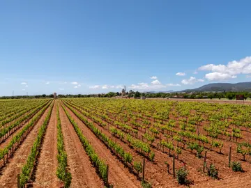 Viñedo en Mallorca Viñedo en Mallorca