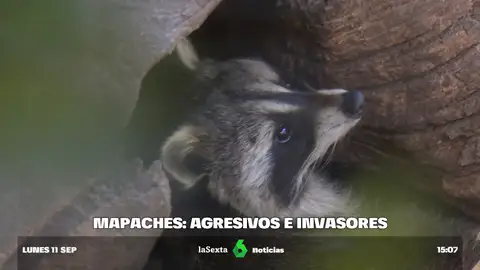 video mapaches