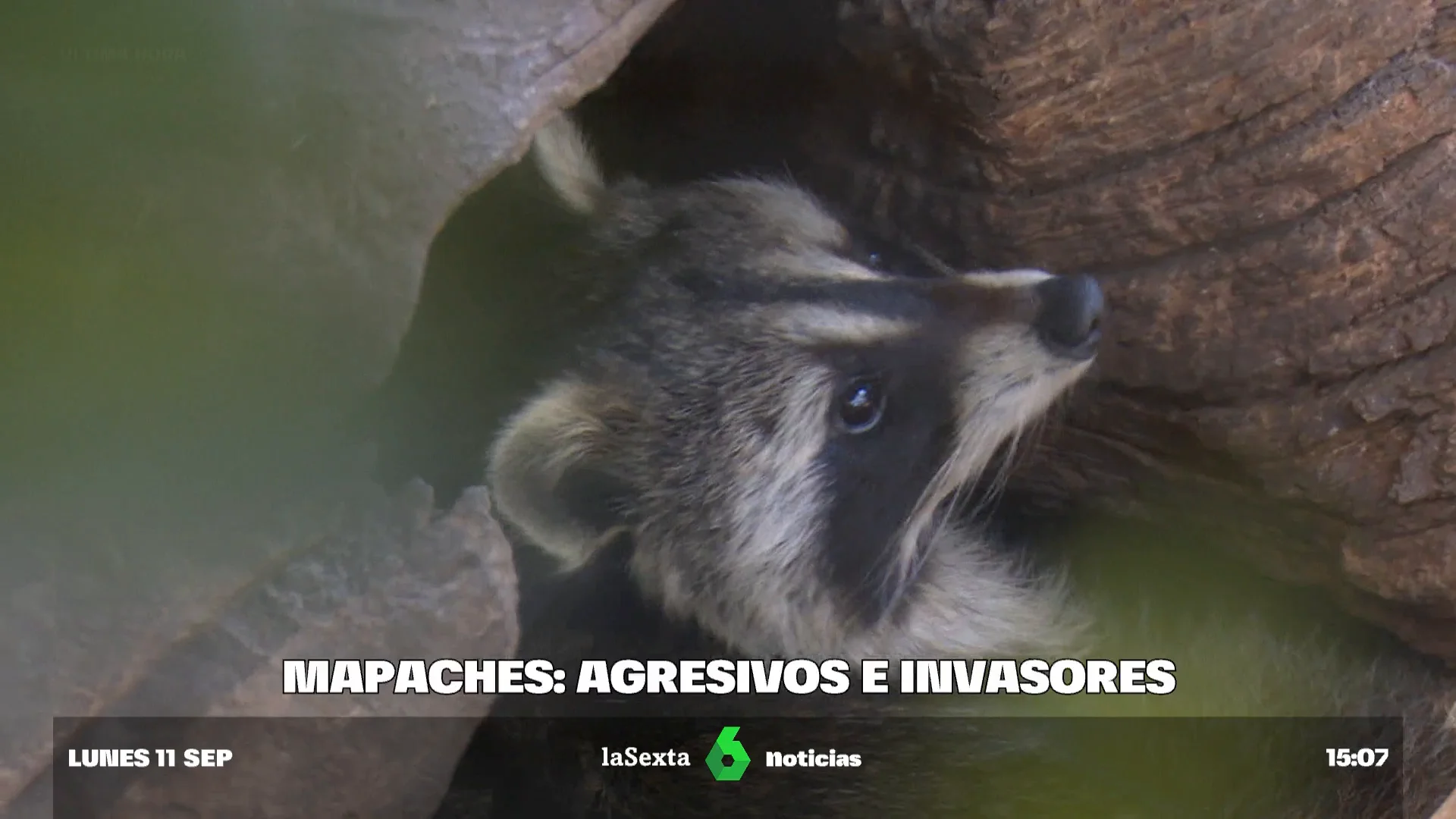 video mapaches