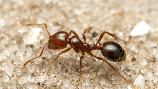 Cómo reconocer una hormiga roja de fuego, especie invasora que podría llegar a España Cómo reconocer una hormiga roja de fuego, especie invasora que podría llegar a España