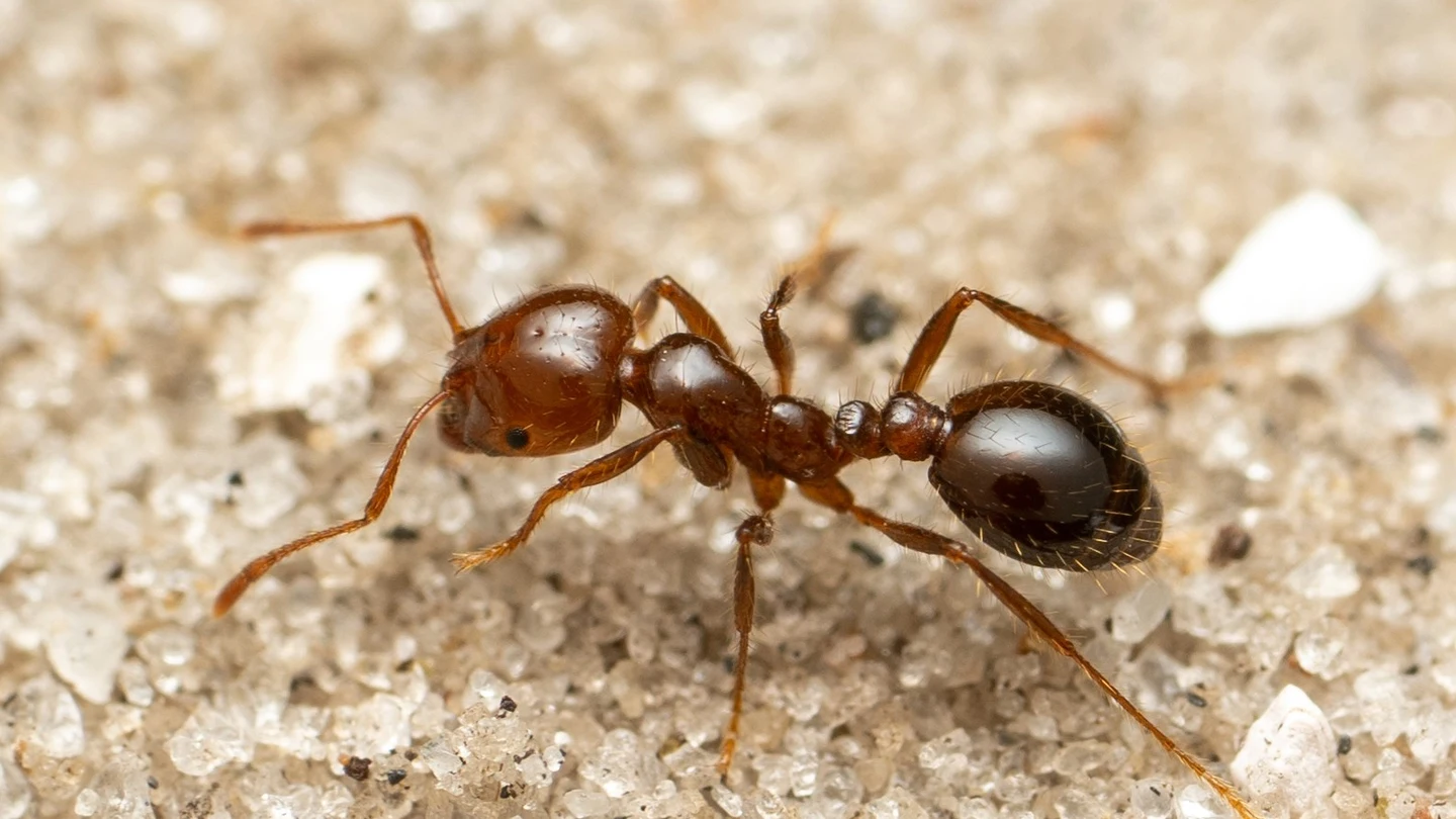 Cómo reconocer una hormiga roja de fuego, especie invasora que podría llegar a España Cómo reconocer una hormiga roja de fuego, especie invasora que podría llegar a España