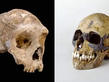 Al borde de la extincion Al borde de la extincion