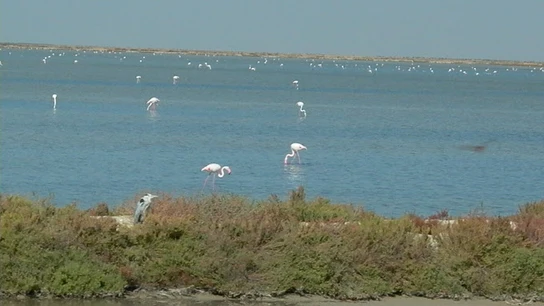La Junta comprará la finca Veta La Palma para ampliar el Parque Nacional de Doñana La Junta comprará la finca Veta La Palma para ampliar el Parque Nacional de Doñana