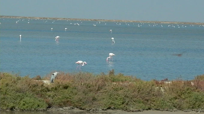 La Junta comprará la finca Veta La Palma para ampliar el Parque Nacional de Doñana