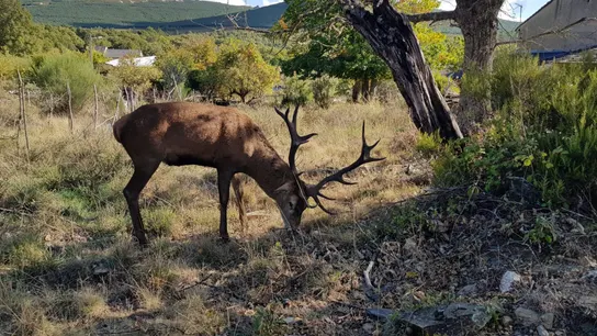 Abaten al ciervo Carlitos, por cuyo indulto una aldea de Zamora movilizó a 54.000 personas Abaten al ciervo Carlitos, por cuyo indulto una aldea de Zamora movilizó a 54.000 personas